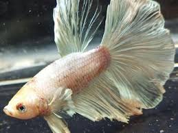 Ikan cupang (betta sp.) pasti sering anda temukan. Kecanduan Wanita Ini Pelihara 500 Ikan Cupang Selama Pandemi Covid 19