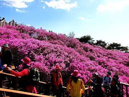 Goryeosan Azalea Festival In Ganghwa Island Korea Azalea Festival Azaleas Flower Garden