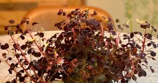 Image result for Oxalis purpurascens