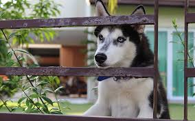 Giving every detail they deserve. What To Do With Your Fur Babies During The Holidays Free Malaysia Today Fmt