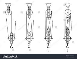 Image result for Polyspatha