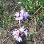 Image result for Cyanotis lanata