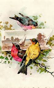 Look At The Birds Of The Air Esv Bird Illustration From A Card Vintage Birds Art Bird Illustration