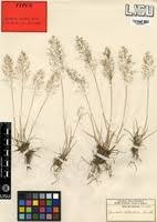 Image result for Eragrostis welwitschii