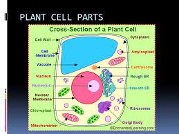 Maybe you would like to learn more about one of these? Plant And Animal Cells Ppt Video Online Download