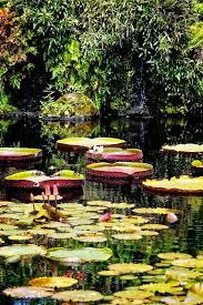 The Pond In Fairchild Gardens Fairchild Tropical Botanic Garden Fountains Ponds Pond Plants