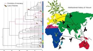 Image result for Viscum congolense