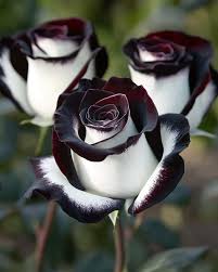 Image result for Rosa sp.