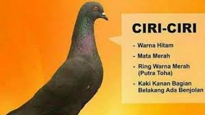 Proposional sesuai dengan bentuk kepala. Bagi Penemu Burung Merpati Hilang Ini Dapat Hadiah Rp 30 Juta Sayembara Dara Hilang Bikin Heboh Halaman All Pos Kupang