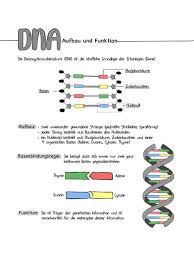 Dna mutations multiple choice questions. 43 Cells And Dna Class Ideas In 2021 Biology Classroom Biology Lessons Teaching Biology