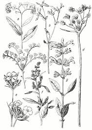 Scirpus lacustris (compound cyme) e. Indeterminate Growth Wikiwand