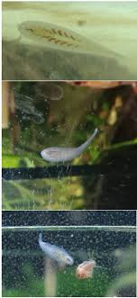 The bacteria will help digest. 10 13 4 Aquarium Leeches
