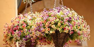 Maybe you would like to learn more about one of these? How To Grow Hanging Baskets From Seed Grow Beautiful Save Big
