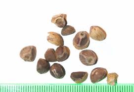 Image result for Argyreia