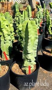 There is little to no need for supplemental watering. Cactus Succulents Archives Page 5 Of 7 Ramblings From A Desert Garden