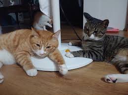 Stray Kids Global On Twitter Animals For Kids Dory Stray