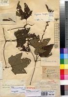 Image result for Lagenaria breviflora
