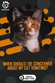 You may be able to treat your cat the treatment for your cat's vomiting depends on the underlying cause. When Should I Be Concerned About My Cat Vomiting Detailed Answer Cats Cat Questions Kitten Care