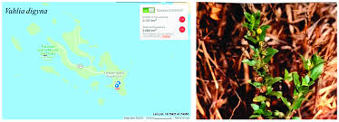 Image result for Vahlia digyna