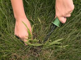 These products are also termed crabgrass preventers, because they do just that (if used in the south, you will need to apply a crabgrass preventer earlier than in the north. When To Apply Crabgrass Preventer Blain S Farm Fleet Blog