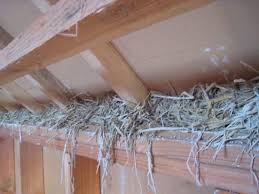 Cache Moineaux Et Bourrage Chaux Paille Maison De Paille Au Cap Frehel