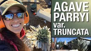 The Best Small Agave for Your Yard