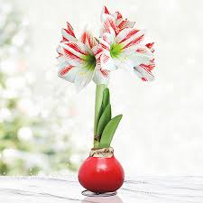 We did not find results for: Peppermint Waxed Amaryllis Tulip World 42147