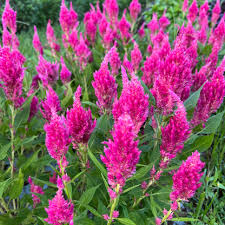 Image result for Celosia pandurata
