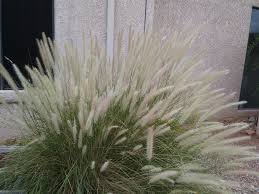 Image result for Abildgaardia