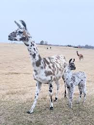 Please remain in your vehicle during tour. Tennessee Safari Park Home Facebook