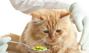 Kucing anggora menjadi salah satu jenis kucing yang sangat pintar dan menggemaskan. Perawatan Kucing Mahal Ini Cara Hemat Yang Bisa Dilakukan Cermati Com