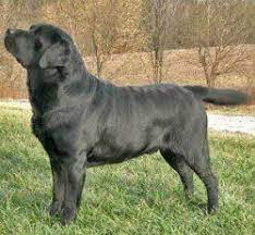 Definitely Prefer English Labs Which We Call Old Fashioned Labs In Denmark Xz Don T Really Care Fo Labrador Retriever Facts English Labrador Labrador Retriever