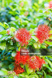 Image result for Combretum constrictum