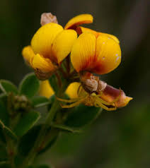 Image result for Argyrolobium tomentosum