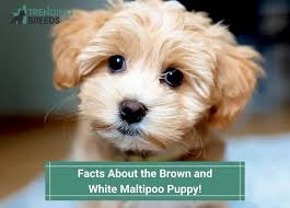 9 Facts About the Brown and White Maltipoo Puppy! (2024)