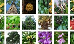 Order flowers online from interflora. Pengertian Flora Klasifikasi Asiatis Ciri Persebara