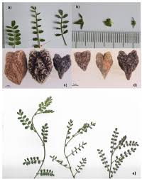 Image result for Cicer