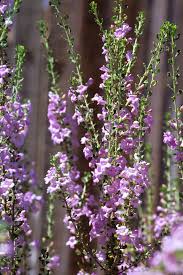 Leucophyllum Or Texas Sage Plant Of The Month Water Use It Wisely