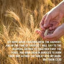 Matthew 13 30 Kjv Kjv Good To Know King James Version