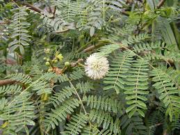 Image result for Leucaena leucocephala