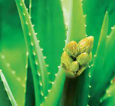 Aloe vera, iyi bir cilt bakımı için kremler, jeller, losyonlar, kapsüller, meyve suları ve içecekler olmak üzere farklı şekillerde farklı yollarla kullanılabilir. Aloe Vera Cicegi Nasil Yetisir Bakimi Cogaltilmasi Ve Puf Noktalari Evim