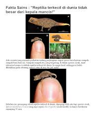 Oleh karena itu, daerah gurun umumnya memiliki kondisi yang sangat kering. Fakta Sains Reptilia Terkecil Di Dunia Tidak