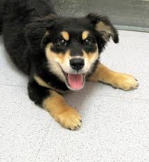 Rottgi = corgi + rottweiler 11. 19 Corgi Mixes That Will Make You Audibly Aww With Adoration