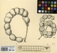 Image result for Cathormion