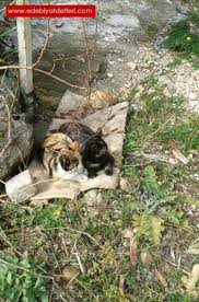 Kedi Kac Yil Yasar Edebiyat Defteri