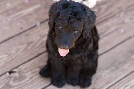 We did not find results for: The 6 Best Labradoodle Breeders In Michigan Mi 2021 Labradoodle Home