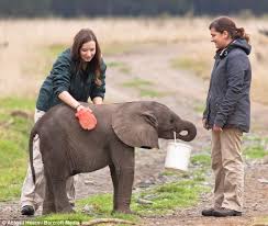 Image result for photos of a child feeding an elephant