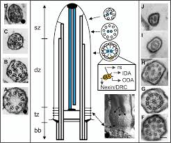 Check spelling or type a new query. Ultrastructure Of Cilia And Flagella Back To The Future Fisch 2011 Biology Of The Cell Wiley Online Library