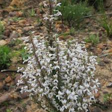 Image result for Cyphia