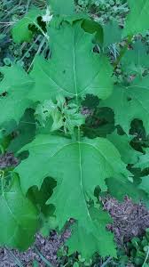 Image result for Leptochloa uniflora